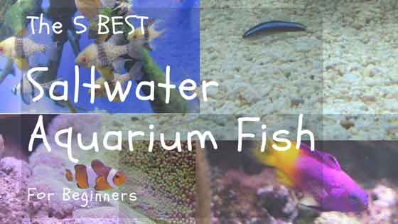 Saltwater Aquarium Compatibility Chart
