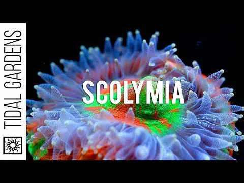 Scolymia Coral Care Tips