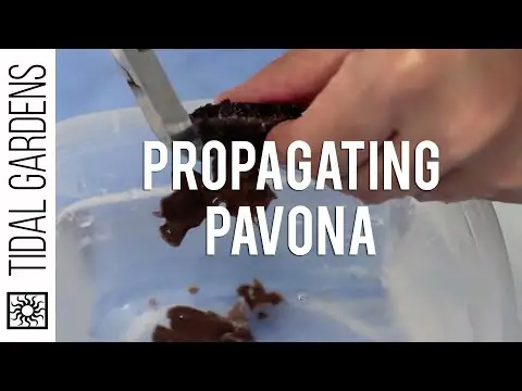 SPS Propagation - Pavona