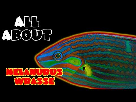 All About The Melanurus Wrasse or Hoeven&#039;s or Wardley