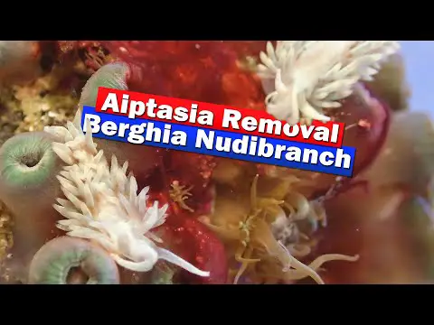 Aiptasia Removal with Berghia Nudibranch