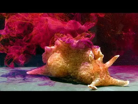 SEA HARE BIOWEAPONS - A Colorfully Sticky Defense