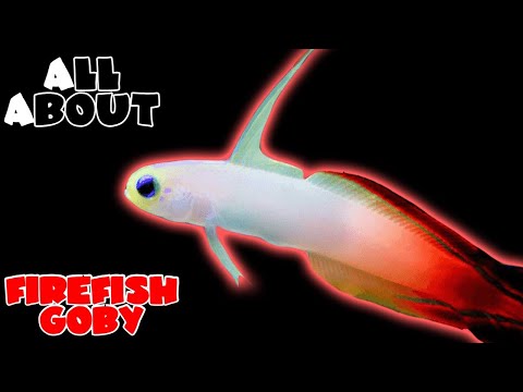 All About The Red FireFish Goby