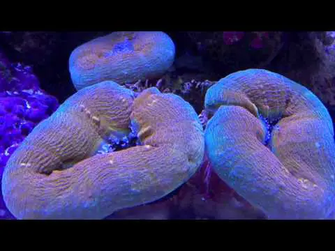 Feeding my Rainbow Lobo Coral