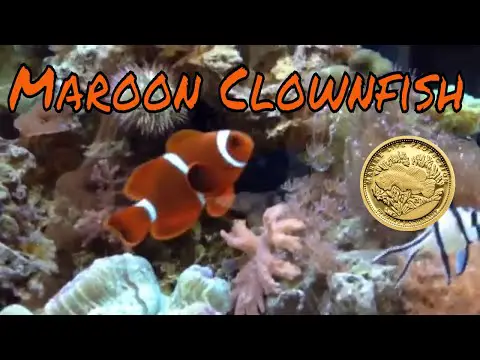 Maroon Clownfish Care Guide