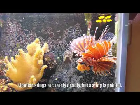 Dwarf Zebra Lionfish feeding time