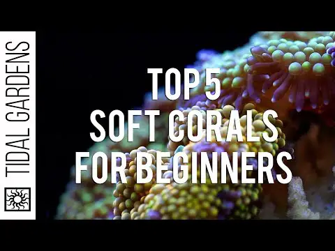 Top 5 Corals for Beginners: Soft Coral Edition
