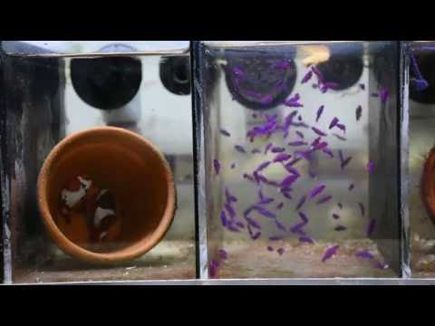 Clownfish spawning and baby orchid dottybacks