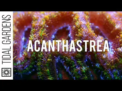 Acanthastrea Coral Care and Propagation