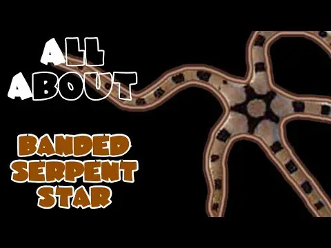 All About The Banded Serpent Starfish