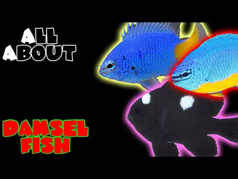 All About The Damselfish | Blue Kupang or Azure Damsel Yellow Tail Domino or Three Spot Damsel