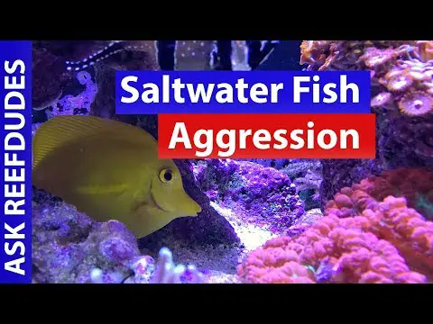 Aggressive Fish and how to deal with Fish Bullying and Aggression in the Saltwater Reef Tank