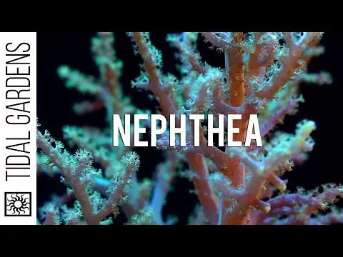 Neon Green Nephthya Leather Coral Propagation