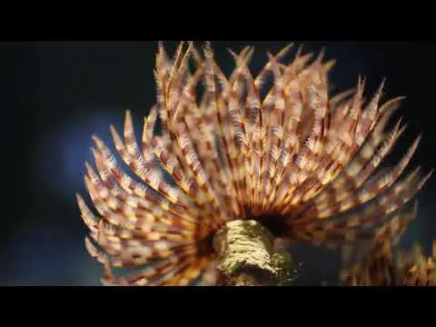 Facts: The Feather Duster Worm