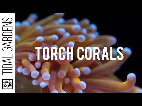 Torch Coral Care Tips