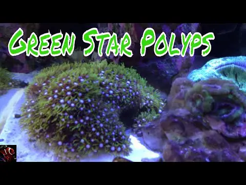 Green Star Polyp Care Guide