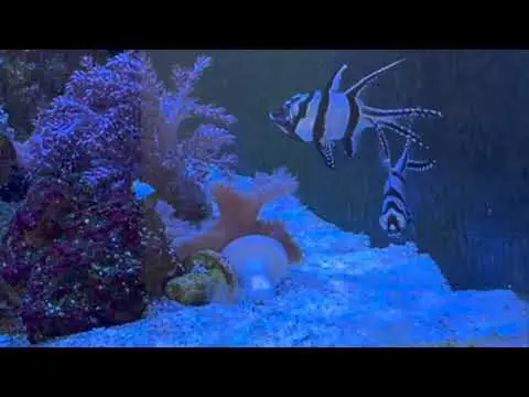 Banggai Cardinalfish spawning (watch in slow motion)