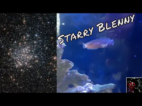 Starry Blenny Care Guide