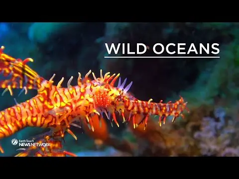 The weird world of seahorses and pipefish