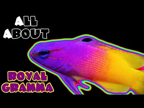 All About The Royal Gramma Basslet