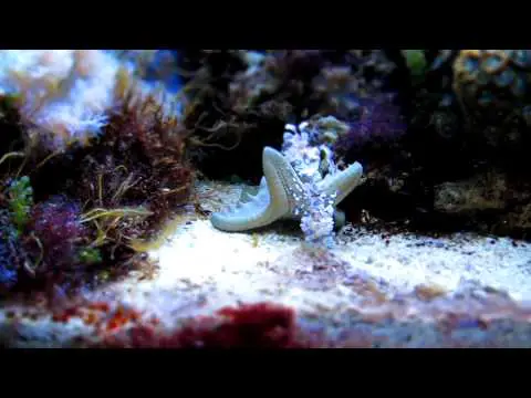 Harlequin Shrimps vs Starfish
