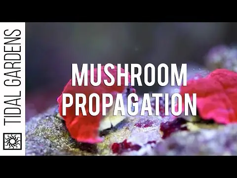 Propagation - Mushrooms