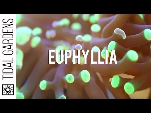 Euphyllia Coral (Hammers, Torches, Frogspawn) Propagation
