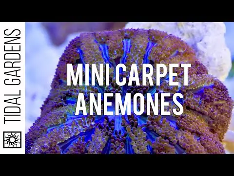 Mini Maxi Carpet Anemone Propagation
