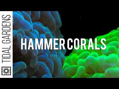 Hammer Coral Care Tips