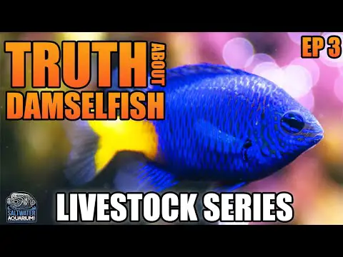 The Truth About DAMSELFISH - Livestock Series