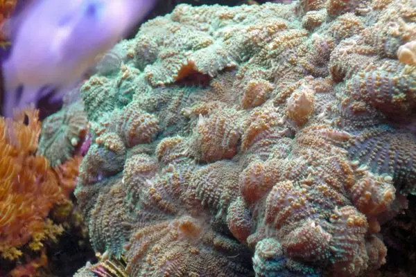 Mushroom corals are the best for beginners looking to frag coral