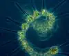Dosing Phytoplankton