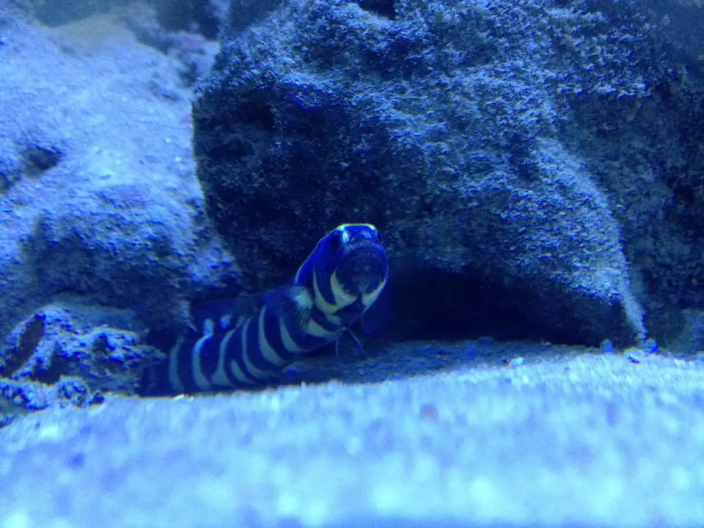 Convict blenny, also known as the engineer goby
