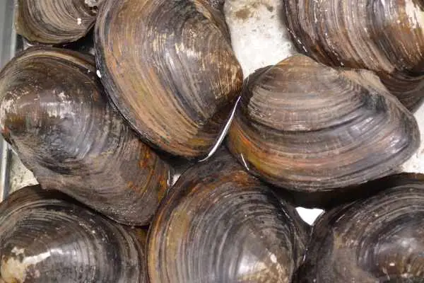 Clams are another protein idea for saltwater fish food