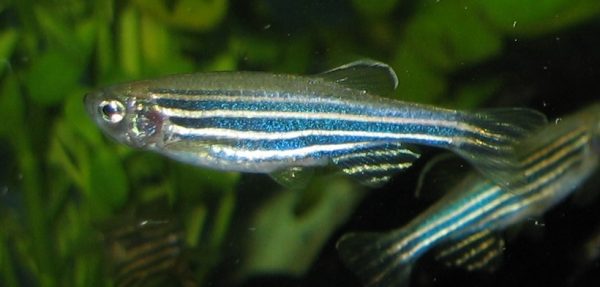 study in zebrafish shows how fish evolved limbs