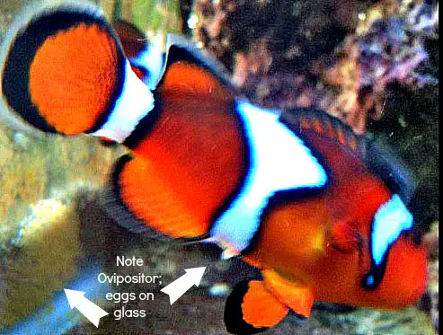 Clownfish laying eggs, with ovipositor visible