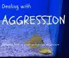 dealing with aggression between fish in a saltwater aquarium