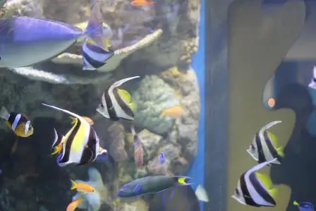 How many fish per gallon: aquarium stocking guide [2022]