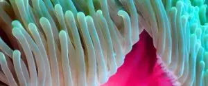magnificent sea anemone