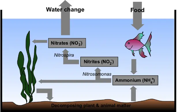 new tank syndrome and the nitrogen cycle