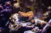 Secrets of Coral Fragging: How to Frag Corals Successfully
