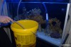 Reef aquarium maintenance