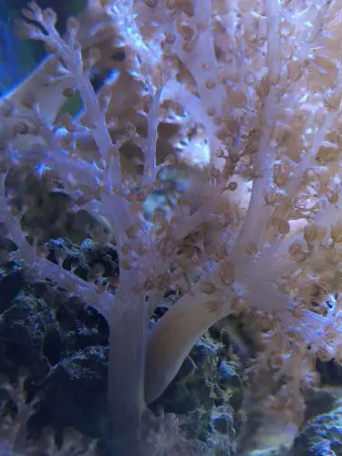 Kennya tree coral from the Capnella species