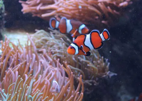 aquarium photography tip: eliminate microbubbles