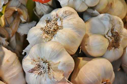 garlic is sometimes used as an aquarium remedy