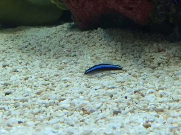 Neon gobies work as saltwater aquarium fish for beginners and cleaner fish