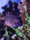 3 Functional Fishes for a Reef Aquarium