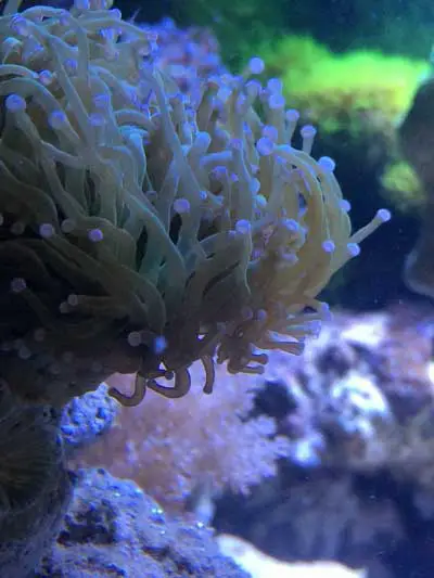 Torch coral up close in reef tank