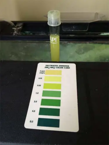 water parameter testing for ammonia