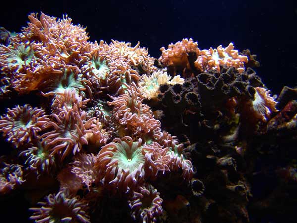 duncan coral public domain